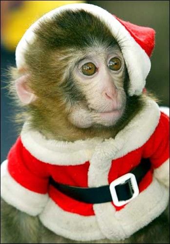 Christmas Monkey, Christmas Profile Pictures, Funny Monkeys, Monkey Christmas, Baby Chimpanzee, Pictures Animals, Christmas Critters, Silly Monkey, Santa Claus Outfit