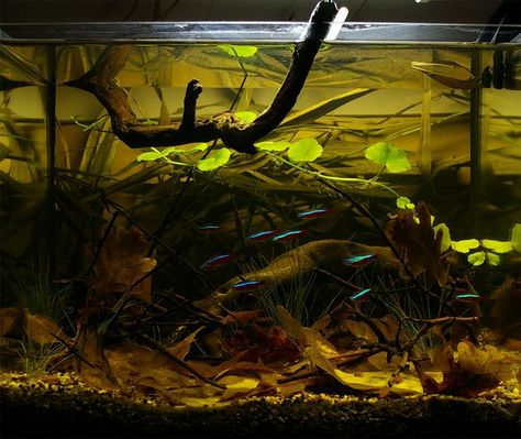 Blackwater Aquarium, Biotope Aquarium, Fishing Room, Aquarium Setup, Aquarium Landscape, Aquascape Aquarium, Cool Fish, Fish Supplies, Aquarium Accessories