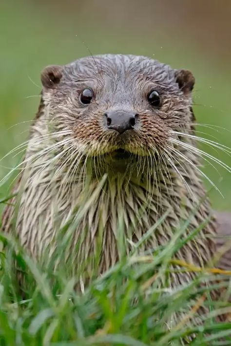 European Otter (Lutra lutra) Eurasian Otter, Otter Drawing, Wildlife Magazine, Scottish Wildlife, Stones Painting, River Otter, British Wildlife, Red Squirrel, Animal Coloring