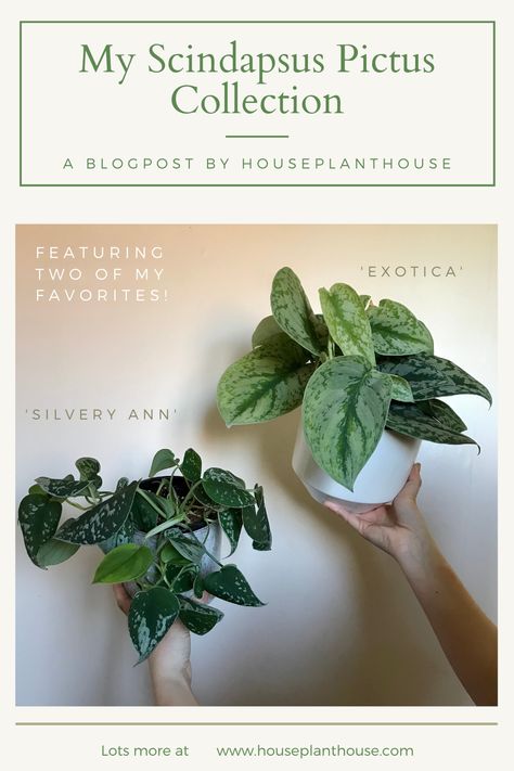 Featuring two of my favourites! The 'Silvery Ann' and 'Exotica' cultivars. I hope you enjoy having a closer look at my Scindapsus collection. It's aways nice to celebrate the more common houseplants + Scindapsus is certainly a staple in my collection that I would not be without! If you like hanging plants like Pothos + Philodendrons, Scindapsus are a nice alternative option. Silvery Ann Pothos, Scindapsus Pictus Trebie, Scindapsus Exotica, Scindapsus Pictus Exotica, Scindapsus Tricolor, Garden Diy Hacks, Scindapsus Silver Hero, Scindapsus Pictus, Scindapsus Treubii Moonlight