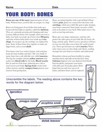 Worksheets: Bone Diagram Bone Diagram, Dance Anatomy, Skeletal System Activities, Anatomy Education, Human Body Worksheets, Human Respiratory System, Science Diagrams, Sixth Grade Science, Biology Classroom