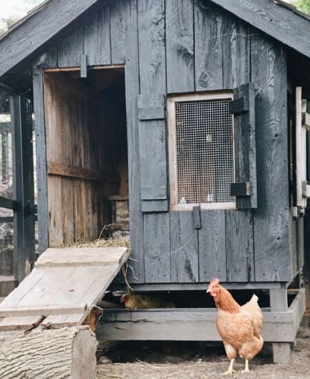 Primitive Chicken Coop, Dark Blue Chicken Coop, Chicken Coop Windows Shutters, Chicken Coop Shutters, Black Chicken Coop, Goat House, Chicken Farmer, Goat Barn, Blue Chicken