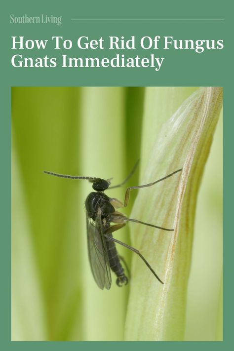 Fungus gnats are a common pest among houseplants. These small flies tend to go unnoticed at first, slowly building their populations by laying eggs on the soil of our container plants. Their larvae feed on fungi and organic matter in our potting soil and nibble on plant roots as well. As much as we'd like, they don't go away on their own. Fortunately, fungus gnats are more of a nuisance than anything. And they are easy to control. Learn how to get rid of fungus gnats and apply these strategies to avoid having problems with them in the future. #gardenideas #gardening #pests #fungusgnats #gnats Fungus Gnats, Southern Living Plant Collection, Southern Living Plants, Culture Quotes, Plant Zones, Southern Garden, Plant Problems, Creative Gardening, Travel South