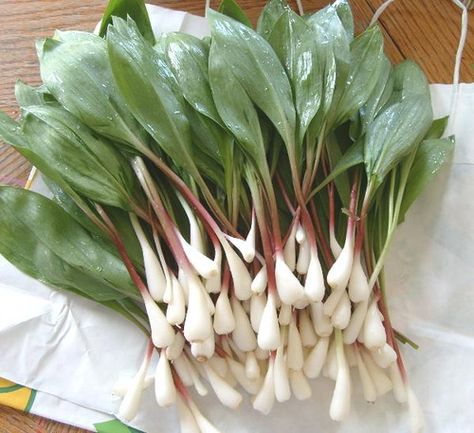 Wild Leeks, Wild Herbs, Garlic Seeds, Wild Garlic, Poisonous Plants, Garlic Recipes, Cold Frame, Wild Food, Organic Seeds