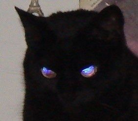 Evil Girl Aesthetic, Evil Cat, Evil Girl, Drain, Black Cat, Blue, Black