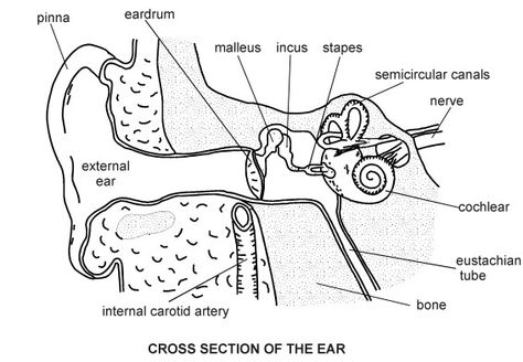 Ear Ear Anatomy Drawing, Human Ear Diagram, Ear Diagram, Anatomy Biology, Biology Diagrams, Anatomy Flashcards, Ear Picture, Worksheet Coloring, Radiology Student