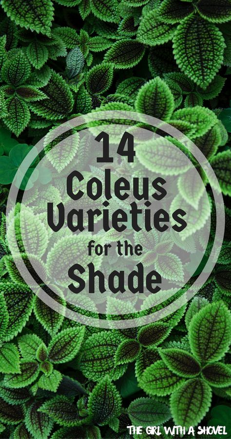 Coleus Varieties, Coleus Plants, Funny Vine, Container Planting, Shade Garden Plants, Trendy Plants, Plants Outdoor, Shade Perennials, Shade Plants