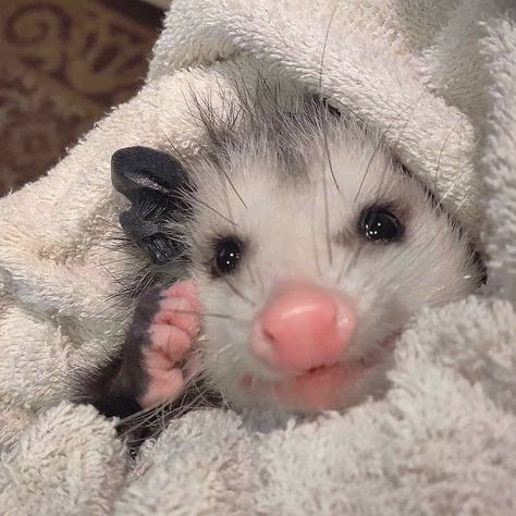 Possum Cute, Baby Possum, Awesome Possum, Cute Animal Photos, Sweet Animals, Animal Photo, Cute Little Animals, Animal Memes, Cute Funny Animals