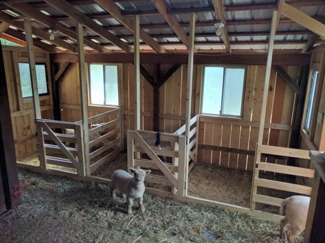 Diy Goat Stalls, Sheep House Ideas, Goat Stalls In Barn, Sheep Stall, Goat Stable, Sheep Barn Ideas, Mini Farm Ideas, Goat Barn Layout, Goat Barn Ideas