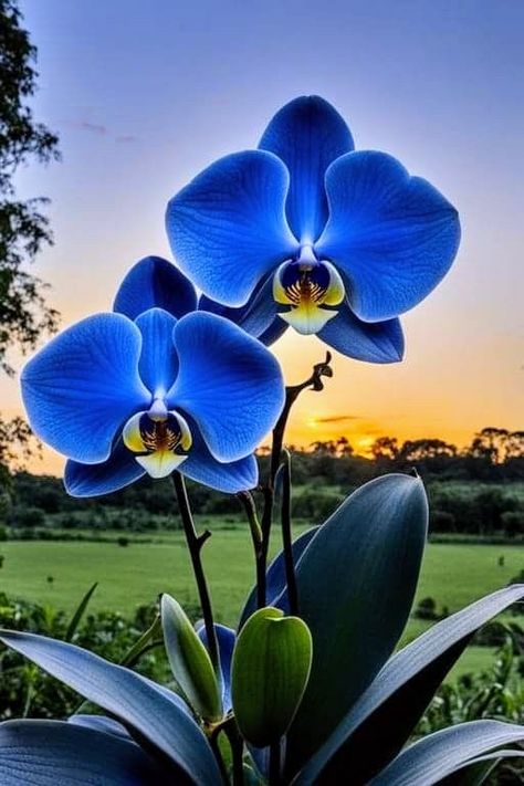 Inspiring Pics, Beautiful Flowers Images, Beautiful Flowers Photography, Beautiful Flowers Photos, Blue Orchids, Unusual Flowers, Beautiful Bouquet Of Flowers, Beautiful Flowers Pictures, Beautiful Bouquet