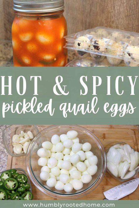 Spicy pickled quail eggs make a perfect snack. This recipe uses simple ingredients to make a delicious and hot low carb snack. Don't have quail eggs? No problem - you can use this recipe for pickling chicken eggs as well! #quaileggs #pickledeggs #spicy #snack #lowcarb #cholula Pickled Quail Eggs Spicy, Cajun Pickled Quail Eggs Recipe, Spicy Pickled Quail Eggs Recipe, Pickled Quail Eggs Recipe, Pickling Eggs, Pickle Eggs, Quail Eggs Recipe, Spicy Pickled Eggs, Pickled Things