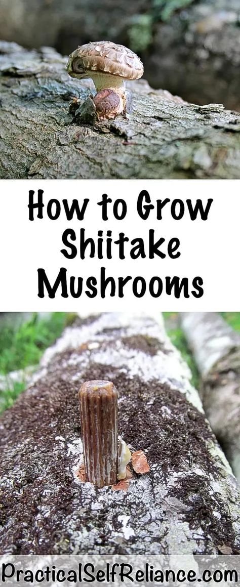 Growing Shiitake Mushrooms, Growing Mushrooms At Home, Mushroom Cultivation, Garden Mushrooms, Indoor Vegetable Gardening, Shiitake Mushrooms, Edible Mushrooms, Organic Vegetable Garden, Self Reliance