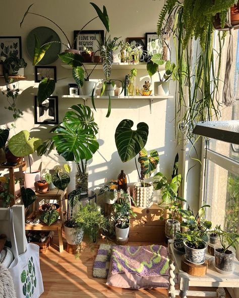 Indoor Plant Hacks, House Plants Decor Living Room, Home Plant Decor, Sun In The Morning, Easy Indoor Plants, Art Deco Aesthetic, Plant Goals, Small Balcony Garden, Vibrant Home