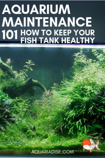 Aquatic Habitat, Aquarium Chiller, Fish Tank Ideas, Fish Tank Cleaning, Aquarium Maintenance, Community Tanks, Fresh Water Fish Tank, Fish Breeding, Aquarium Plants