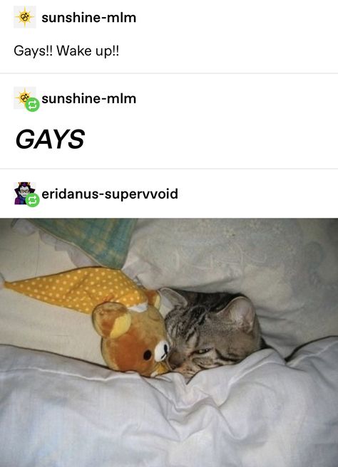 Tumblr Cat Post, Cat Memes Cute, Cat Memes Hilarious, Lgbtq Funny, Cat Post, Funny Cat Memes Hilarious Humor, Gay Memes, Izu, Cat Memes Scary