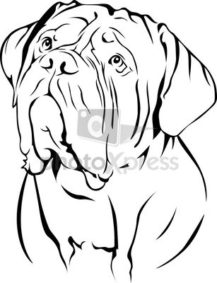 Dog Face Drawing, Bordeaux Dog, Dog Outline, French Mastiff, Dog Line Art, Mastiff Dogs, Puppy Art, Dog Line, Dog Sketch