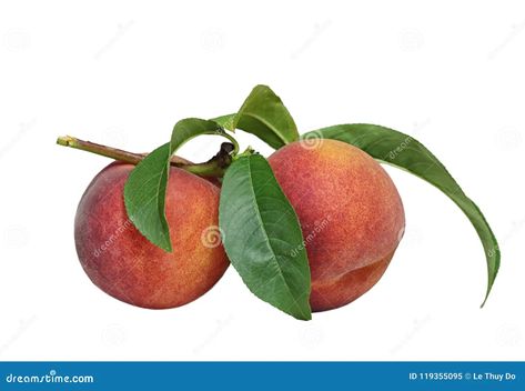 Peach Branch, Objects To Draw, Branch With Leaves, Branch Leaves, Peach Fruit, Peaches, White Background, Photo Editing, To Draw