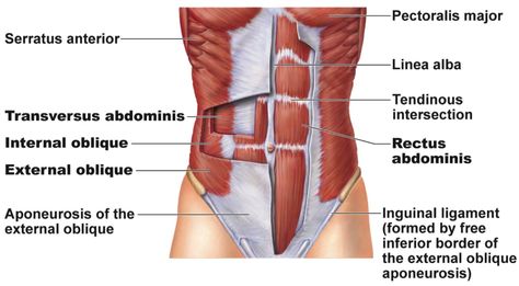 Some people love the science!  They get all fired up to know about the  why’s and how’s.  Others say, “just tell me what this means & cut to the  chase!”  This blog is a blend for both camps, to give you the background  and talk intelligently to you as women who want real results - not  gimmicks!  First, let’s talk about why crunches don’t work for us moms.  I saw this  really great demonstration by a physiotherapist group called Bellies Inc.  on why crunches are not ideal for moms seeking a... Abdominal Muscles Anatomy, Transversus Abdominis, Stomach Vacuum, Muscle Abdominal, Muscle Anatomy, Bottom Workout, Muscle Strain, Diastasis Recti, Core Muscles