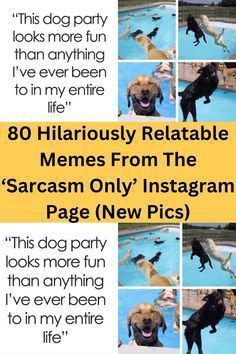 Sarcastic Memes, Board Panda, Annoying People, Sarcastic Jokes, Sarcasm Only, Popular Stories, Memes Sarcastic, Dog Party, Hilarious Memes