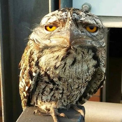 Different Owl Species, Native Australian Animals, Frogmouth Bird, Scary Owl, Tawny Frogmouth, Creek Ideas, Weird Birds, Owl Species, Tawny Owl