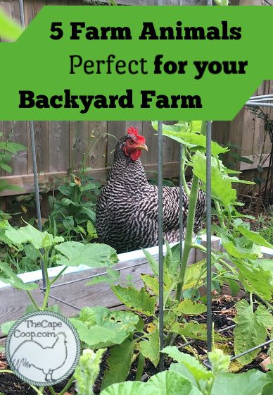 Backyard Animals, Micro Farm, Raising Farm Animals, Backyard Farm, Pool Small, Backyard Poultry, Future Farms, Hobby Farm, Mini Farm