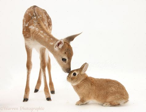 Baby bunnies fit through the gaps in the "rabbit proof fence" while the big ones just jump over. Description from pinterest.com. I searched for this on bing.com/images Mark Taylor, Bambi And Thumper, Fallow Deer, Baby Animals Funny, Oh Deer, Baby Deer, Cute Animal Pictures, Animal Friends, Sweet Animals