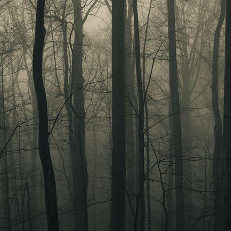 Foggy Forest  #iPad #Wallpaper | http://www.ilikewallpaper.net/ipad-wallpaper/, share more interesting wallpapers,Just pin it .