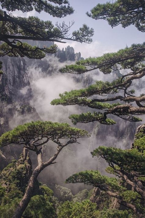 Like a shy veiled beauty the pines covered the magnificent view of the mountains by gunlekseng on 500px... #China #Cliff #Clouds #Landscape #Mist #Morning #Mountains #Nature #Trees Veiled Beauty, 숲 사진, Pinus Sylvestris, Magic Places, Tree Artwork, The Pines, Chinese Landscape, Ancient Tree, Nature Green