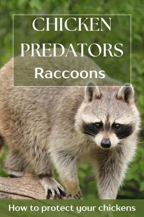 raccoon walking on a log in a forest Getting Rid Of Raccoons, Canadian Prairies, Chicken Farming, Backyard Chicken Farming, Chicken Feed, Chicken Runs, Chicken Coops, Chicken House, Chicken Farm