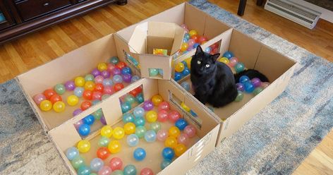 Ball Pit For Cats, Cats Apartment, Diy Ball Pit, Cat Room Diy, Cat Apartment, Kids Ball Pit, Chat Diy, Homemade Cat Toys, Diy Cat Toys