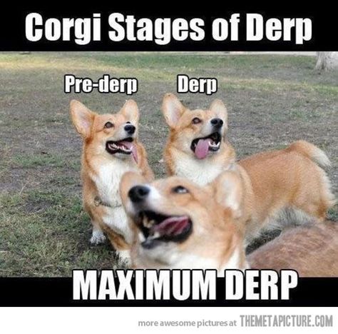 corgi states of derp  @Phalan Grof Panda Things, Pitbull Training, Corgi Face, Corgi Dogs, Puppy Images, Corgi Funny, Cute Corgi, Animal Pics, Cute Dogs And Puppies