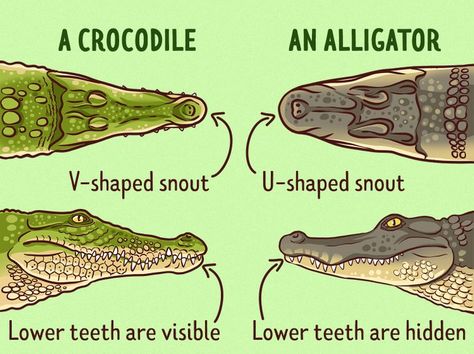 American Crocodile, Caiman Crocodile, Nile Crocodile, American Alligator, Reptile Skin, Animal Study, Animal Science, Crocodile Skin, Animal Facts