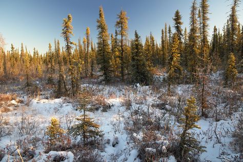 The Sun is already hanging low in our sky in the middle of the day, showering the taiga in golden light.  www.lwpetersenphotography.com/Portfolio-2/Boreal-Forest/ Arctic Landscape, Fantastic Voyage, Forest Aesthetic, Boreal Forest, Spruce Tree, Eco Travel, Location Inspiration, Snowy Forest, Newfoundland And Labrador