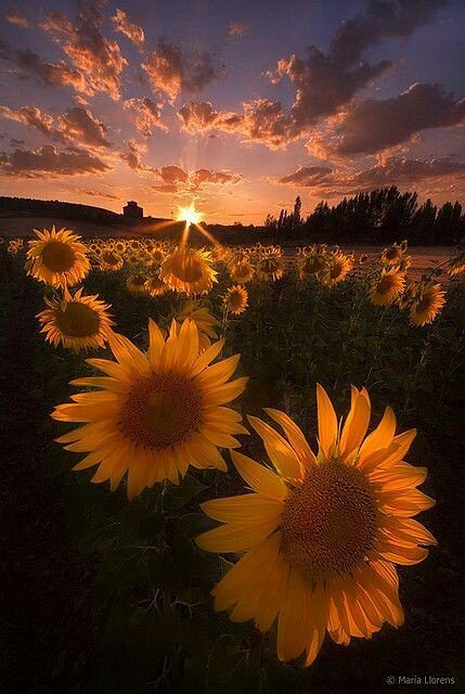 Fall Photography Nature, Sunflower Photography, Sunflower Pictures, Landscape Photography Tips, Sunflower Wallpaper, Sunflower Field, Pretty Landscapes, Autumn Nature, Sunflower Fields