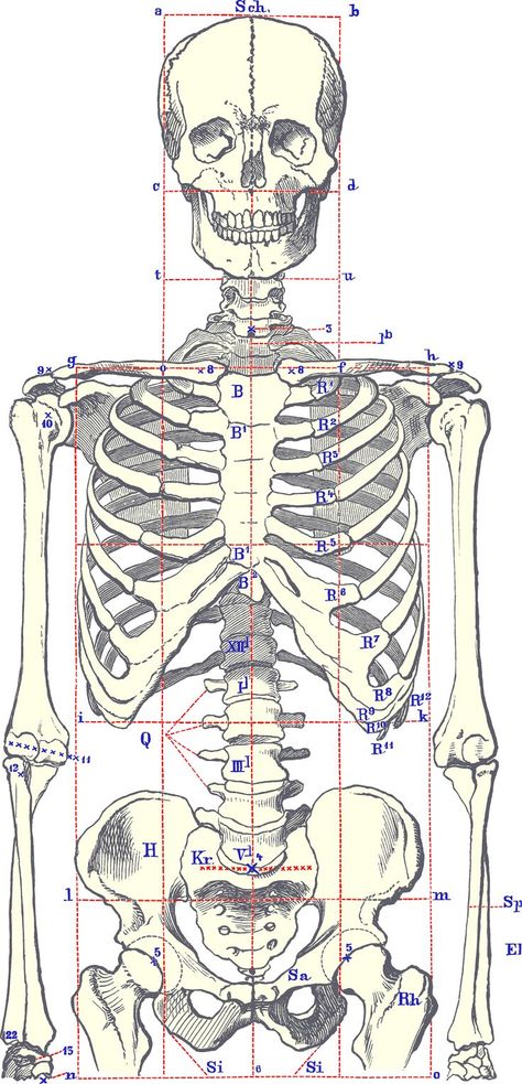 Bone Drawing, Skeleton Body, Anatomy Bones, Skeleton Anatomy, Skeleton Drawings, Human Anatomy Drawing, Human Figure Drawing, Human Skeleton, Human Anatomy Art