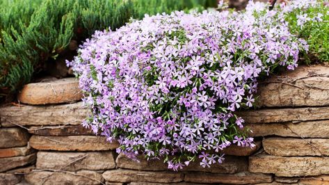 Kill Weeds Naturally, Moss Phlox, Plantain Lily, Creeping Phlox, Full Sun Plants, Fast Growing Plants, Small White Flowers, Rock Wall, Ground Cover Plants