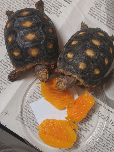 Red footed tortoises eating mango Tortoise Eating, Red Ear Turtle, Eating Mango, Pet Tortoise, Red Footed Tortoise, Tortoise Food, Cute Tortoise, Baby Tortoise, Desert Tortoise