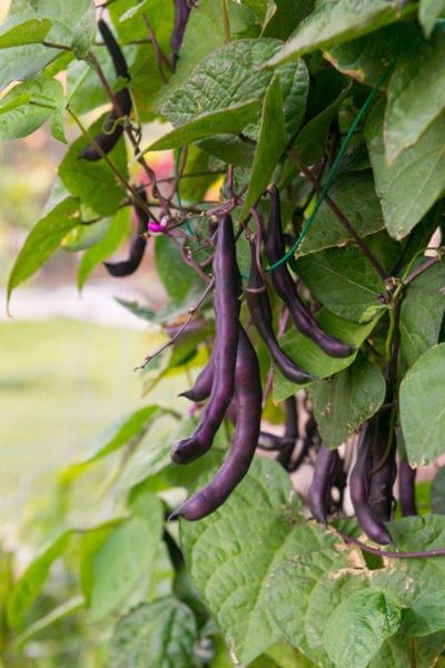 Purple Beans, Snap Beans, Purple Queen, Bean Varieties, Bush Plant, Types Of Beans, Bean Plant, Bush Beans, Pole Beans