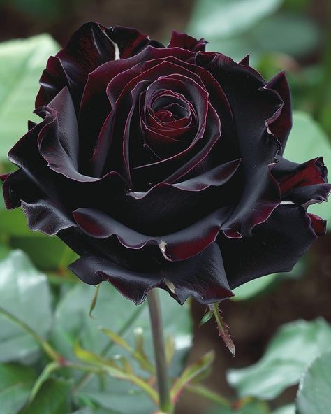 Black Baccara Roses, Gothic Roses, Rose Gardening, Colour Flowers, Integrated Pest Management, Gothic Garden, Rose Care, Companion Plants, Tulip Bulbs