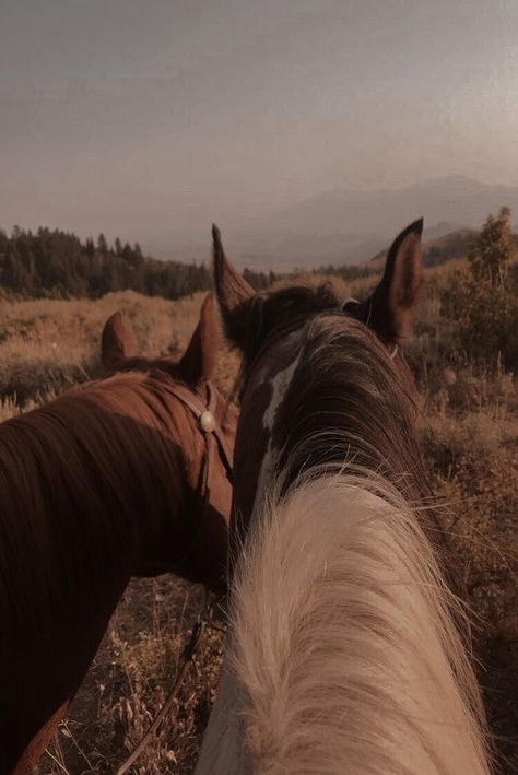 Minimal Photo, Horse Wallpaper, Cute Black Wallpaper, Horse Aesthetic, Western Aesthetic, Brown Horse, Cute Horses, Horse Life, Appaloosa