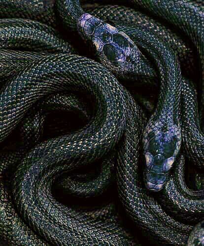 Cobra Aesthetic, Oasis Aesthetic, Aesthetic Snake, Snake Aesthetic, Cool Shower Curtains, Cute Snake, Dark Green Aesthetic, Green Snake, Slytherin Aesthetic