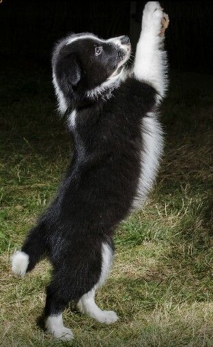 Soooo cute Dancing Dogs, Border Collie Puppy, World Cutest Dog, Collie Puppy, Cute Dogs Images, Border Collie Puppies, Best Friends For Life, Blue Merle, Australian Shepherd