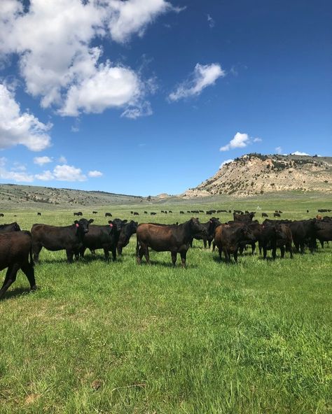 LU Beef’s Instagram profile post: “We raise high-quality beef cattle that are born and raised on the open range. Our herd of over 1,400 mother cows spend their summers…” Beef Cows, Cattle Herd, Herd Of Cows, Herding Cattle, Space Western, Cows Grazing, Beef Cow, Meat Industry, Cattle Farm