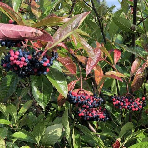 VIBURNUM_BRANDYWINE_VIBURNUM_GC_VIBBA_01 Brandy Wine Viburnum, Brandywine Viburnum, White Azalea, Herbaceous Border, Bee Friendly, Native Design, Flowering Shrubs, Plant Food, Potting Soil