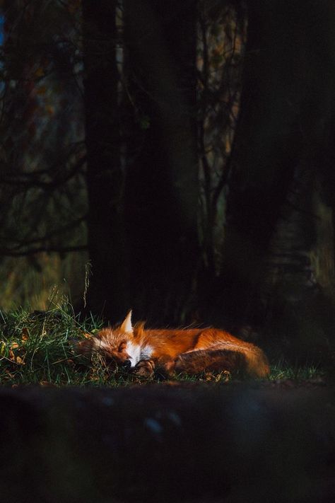 Fox Photo, Creaturi Mitice, Fox Pictures, Fox Spirit, Cocoppa Wallpaper, Fantastic Mr Fox, Forest Fox, Mr Fox, Rare Animals