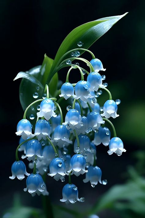 Small Garden Waterfalls, Pretty Flowers Pictures, Flowers Lily, Photos Flowers, Lily Of The Valley Flowers, Valley Flowers, Blue Lily, Beautiful Flowers Photos, Nothing But Flowers