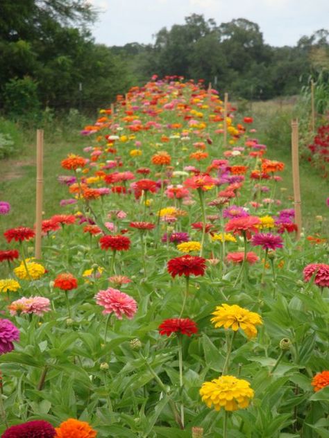 The Association of Specialty Cut Flower Growers 2014 Grower’s School | Rustic Garden Fence, Zinnia Garden, Cut Flower Farm, Zinnia Flowers, Flower Farmer, Cut Flower Garden, Have Inspiration, Beautiful Flowers Garden, Garden Pests