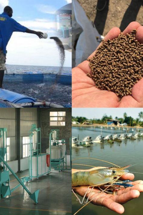 Farming Fish, Seafood Farming, Biofloc Fish Farming Ideas, Prawn Farming, Freshwater Prawn Farming, Tilapia Fish Farming, Snail Farming, Shrimp Farming, Farming Business