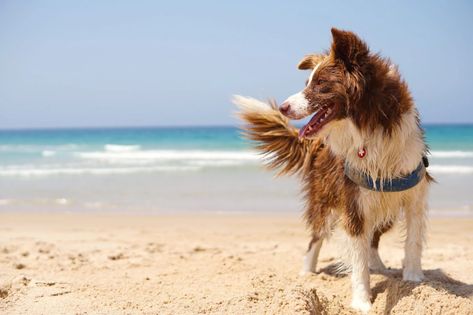 dog-at-the-beach-getty-0521 Dog Coughing, Dog Paw Balm, Kennel Cough, Beach Rules, Paw Balm, Pet People, Dog Nose, Chinese Crested, Letting Go Of Him