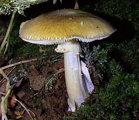 Amanita phalloides - Deathcap mushroom beneath an old oak tree in Wales Deathcap Mushroom, Mushrooms Growing On Trees, Bolete Mushroom, Mushroom Identification, Polypore Mushrooms, Green Mushroom, Amanita Phalloides, Lichen Moss, Red Spotted Mushroom